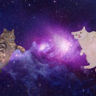 Galaxy kitten wallpaper