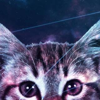 Galaxy kitten wallpaper