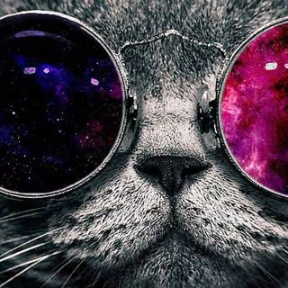 Galaxy kitten wallpaper