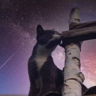 Galaxy kitten wallpaper