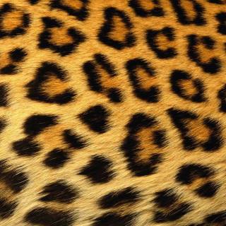 Cute cheetah print wallpaper