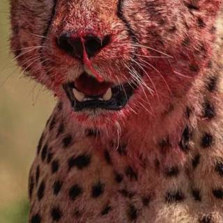 Bloody leopard wallpaper