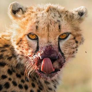 Bloody leopard wallpaper