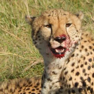 Bloody leopard wallpaper