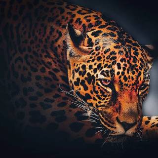Bloody leopard wallpaper