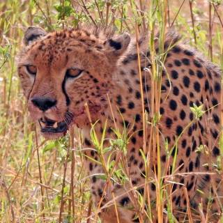 Bloody leopard wallpaper