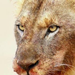 Bloody leopard wallpaper