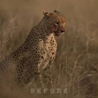 Bloody leopard wallpaper