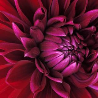 Windows 7 purple wallpaper