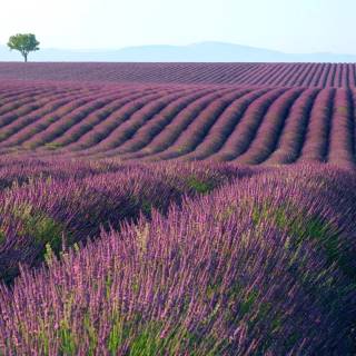 Windows 7 purple wallpaper