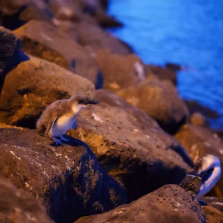 Melbourne St Kilda beach wallpaper