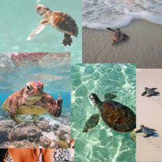 Preppy ocean with turtles wallpaper