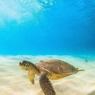 Preppy ocean with turtles wallpaper