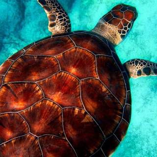 Preppy ocean with turtles wallpaper