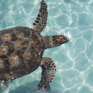 Preppy ocean with turtles wallpaper