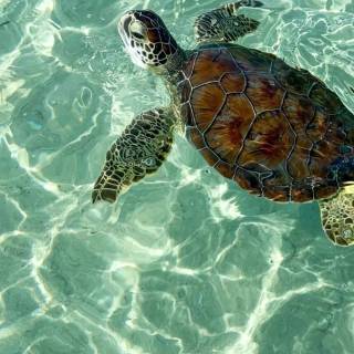 Preppy ocean with turtles wallpaper