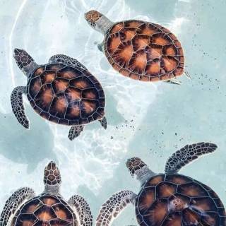 Preppy ocean with turtles wallpaper