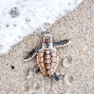 Preppy ocean with turtles wallpaper