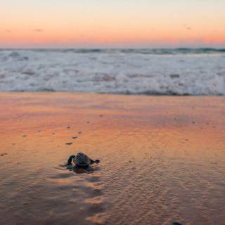 Preppy ocean with turtles wallpaper