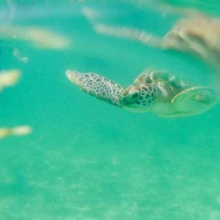 Preppy ocean with turtles wallpaper