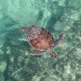 Preppy ocean with turtles wallpaper