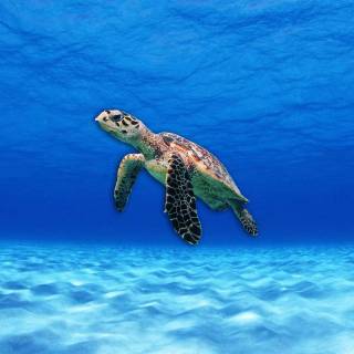 Preppy ocean with turtles wallpaper
