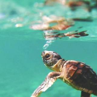 Preppy ocean with turtles wallpaper