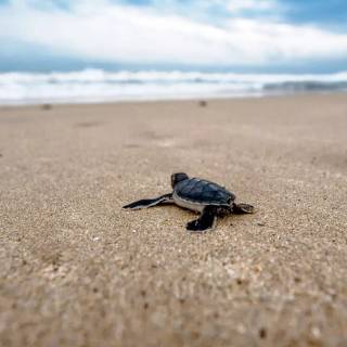 Preppy ocean with turtles wallpaper