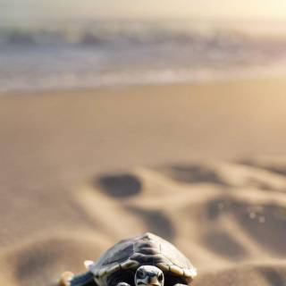 Preppy ocean with turtles wallpaper