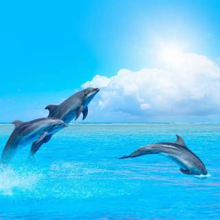 Ocean with dolphins wallpaper