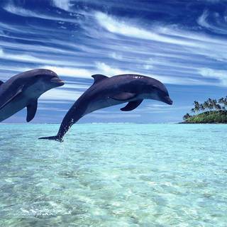 Ocean with dolphins wallpaper