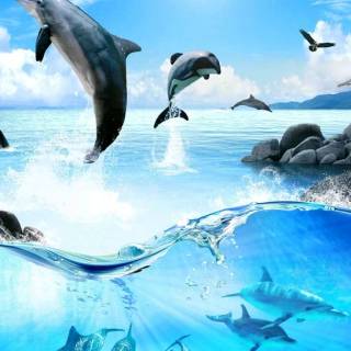 Ocean with dolphins wallpaper