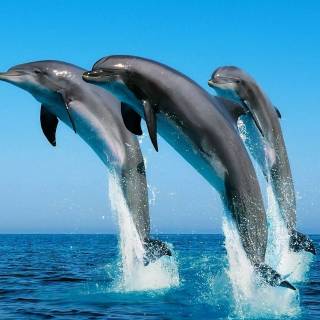 Ocean with dolphins wallpaper