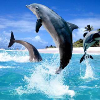 Ocean with dolphins wallpaper