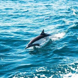 Ocean with dolphins wallpaper