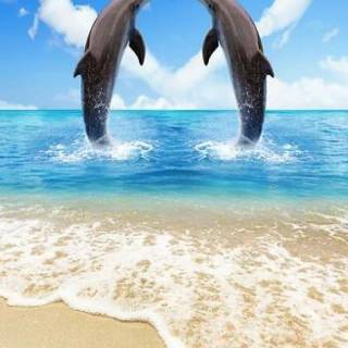Ocean with dolphins wallpaper