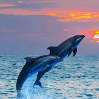 Ocean with dolphins wallpaper