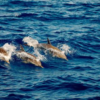 Ocean with dolphins wallpaper