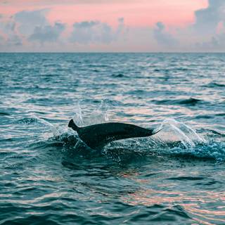 Ocean with dolphins wallpaper