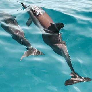 Ocean with dolphins wallpaper