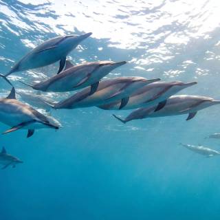 Ocean with dolphins wallpaper