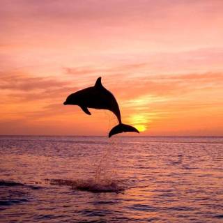 Ocean with dolphins wallpaper