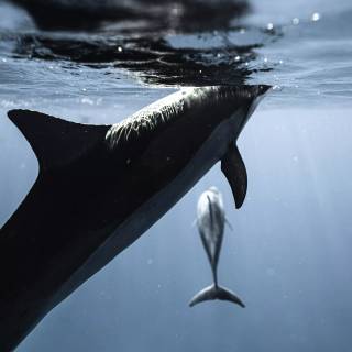 Ocean with dolphins wallpaper