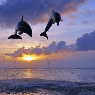 Ocean with dolphins wallpaper