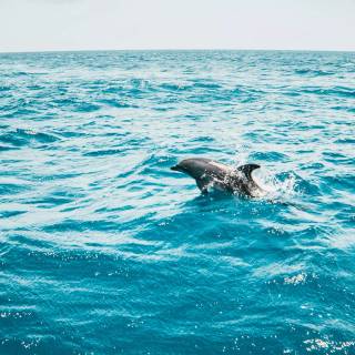 Ocean with dolphins wallpaper