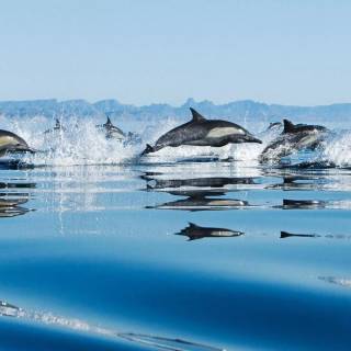 Ocean with dolphins wallpaper