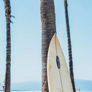 Surfing beach wallpaper