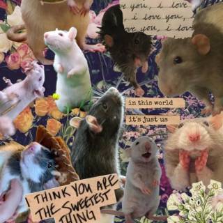 Preppy rat wallpaper