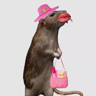 Preppy rat wallpaper