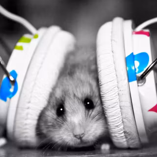 Preppy rat wallpaper